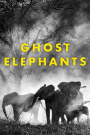Ghost Elephants